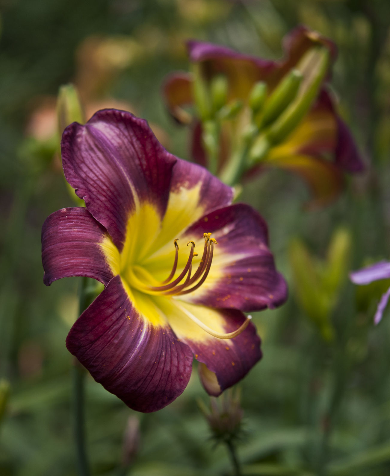Davis Boxwood & Daylily Nursery